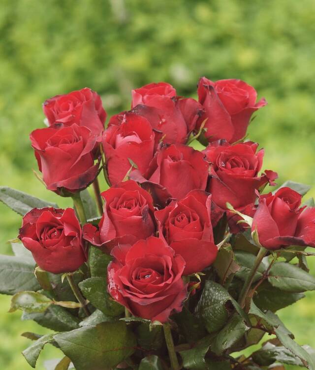 A bunch of red roses held together, on a green ground